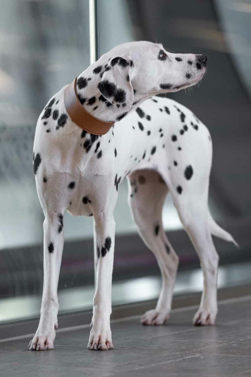 Unconventionaldog Hundehalsband Hobo Extra Gem Maya